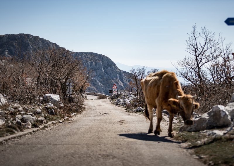 Goveda u Hrvatskoj kao nikad, ali muznih krava i rasplodnih krmača sve je manje i manje...