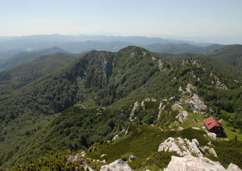 Smrekov potkornjak uništava šume u Gorskom kotaru