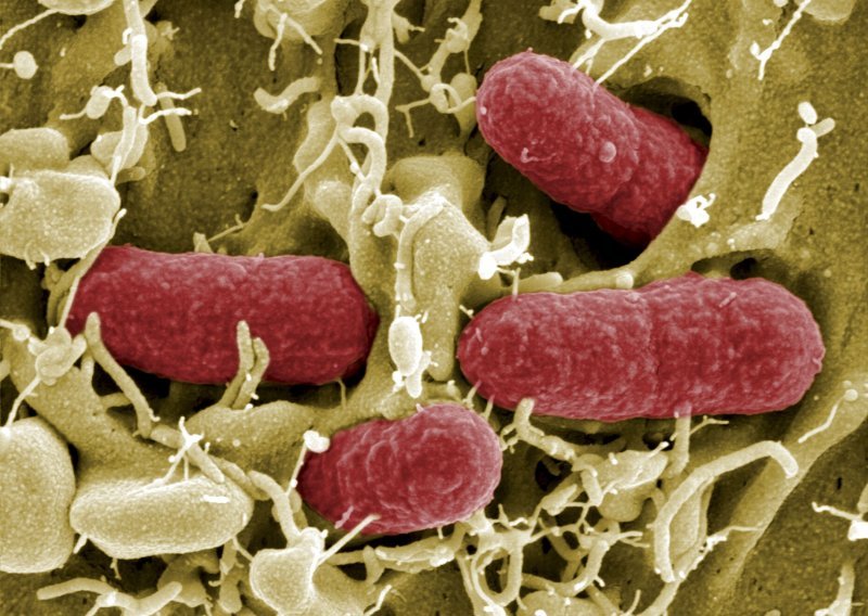 Mali Francuzi dobili E.coli iz Lidlovih burgera