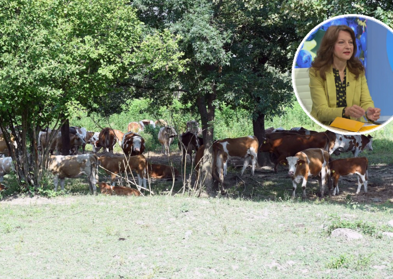 U Lonjskom polju se dogodio najveći pomor od bedrenice u povijesti. Hoće li netko odgovarati?