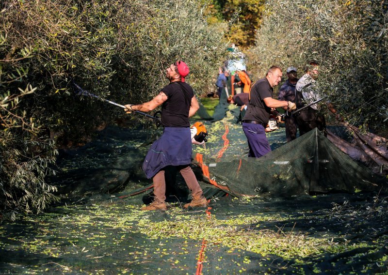 Kultura koja lako trpi sušu: Maslinare dva mjeseca dijele od berbe, provjerili smo čeka li ih bolja sezona od prošle koju je poništio mraz