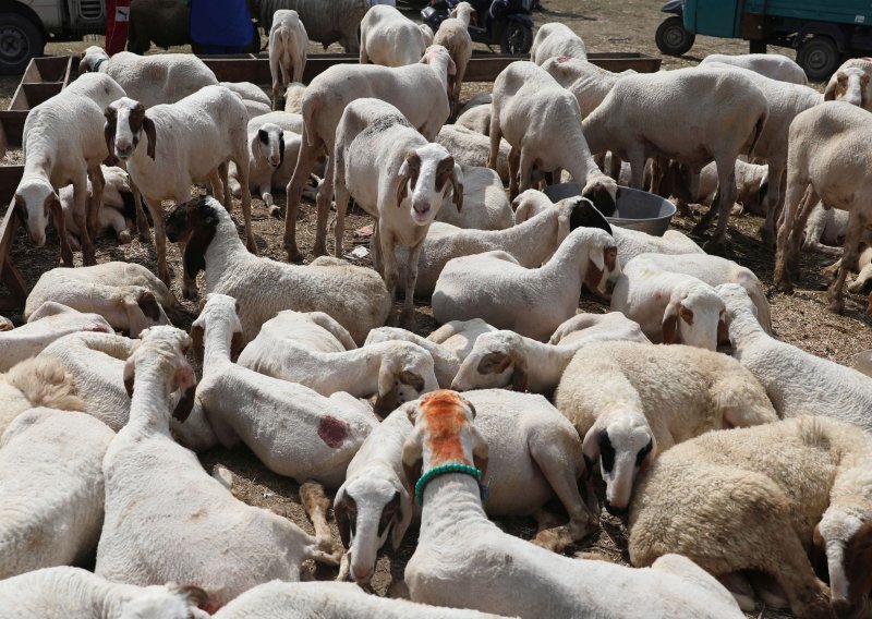 Španjolske klaonice kamerama protiv zlostavljanja životinja