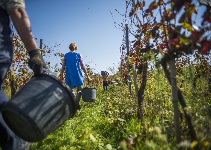 U Slavoniji traje grozničava potraga za sezonskim radnicima na berbama. Provjerili smo koliko se da zaraditi i zašto bi stvar mogli spasiti umirovljenici