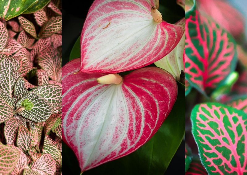 Efektne i lake za održavanje: Ove sobne biljke u ružičastim tonovima uljepšat će svaki kutak u vašem domu