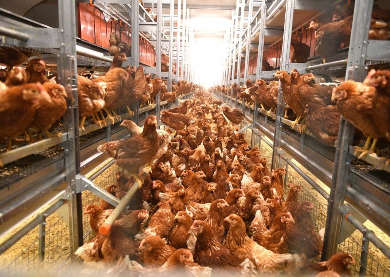 Poznata je sudbina 150.000 kokoši s farme na kojoj je otkrivena salmonela