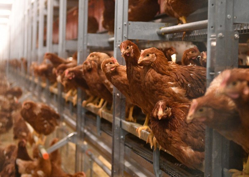 Držite kokoši ili ptice? Zbog širenja ptičje gripe te životinje moraju u strogu izolaciju