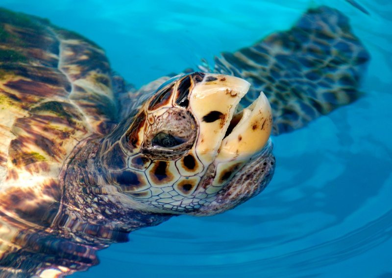 Na pomolu novi globalni sporazum o očuvanju prirode