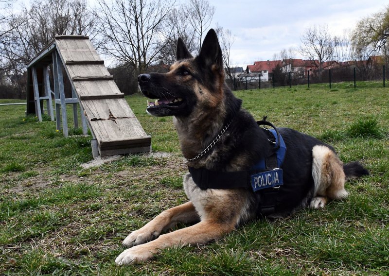 Policijski pas u stanu u Zadru nanjušio bombe, pištolj, pušku i gomilu streljiva