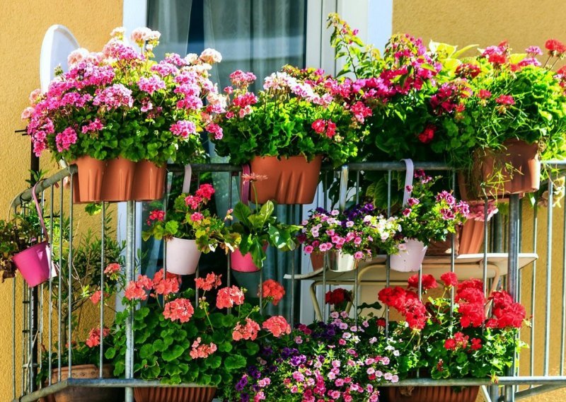 Sadnja balkonskog cvijeća za početnike: Odakle krenuti i na što pripaziti?