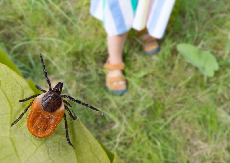 Stigli su krpelji: Evo kako prepoznati opasnost i što učiniti nakon uboda