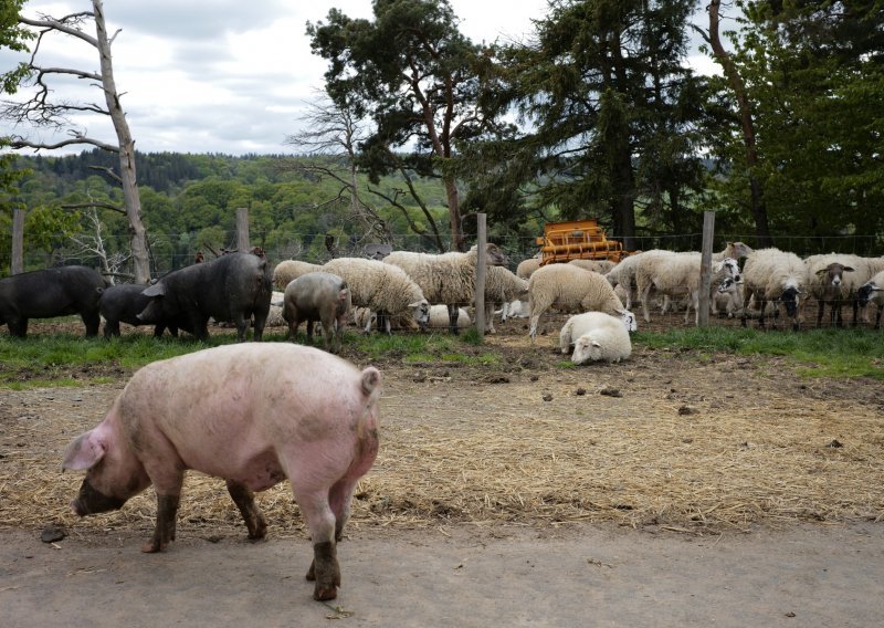 Od sutra dozvoljena svinjokolja, obavezan klinički pregled veterinara