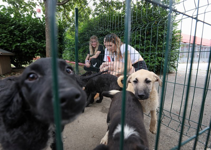 Imate uvjete za skrb o životinji? Udomite usamljenu njuškicu uz par korisnih savjeta