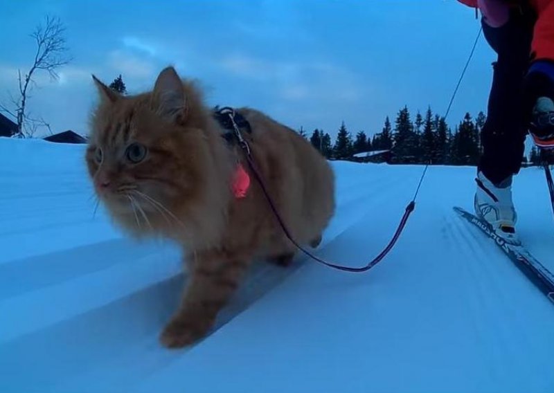 Tko kaže da ne možete voditi mačku na skijanje?