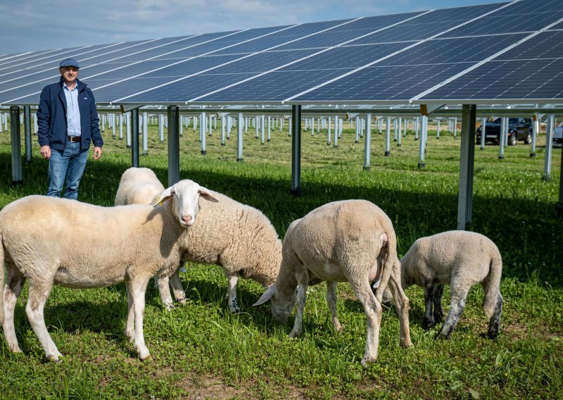 Novi zamah: Hrvatska prepoznala važnost agrosunčanih elektrana u poljoprivredi