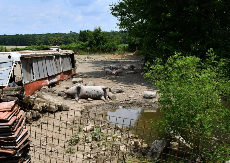 Predložene strože mjere radi sprječavanja prodora svinjske kuge