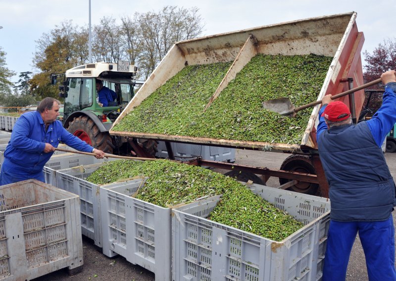 Agrolaguna u navodnjavanje maslinika uložila 902 tisuće eura