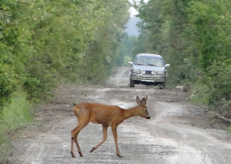 Bacanje otpadaka iz vozila pretvara ceste u groblje za životinje