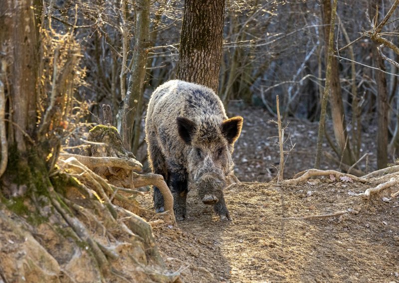 Sve je više divljih svinja, no od ove štetočine svi bi mogli imati veliku korist