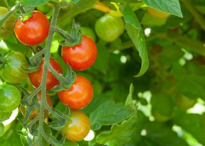 U rajčicama iz Turske dvaput u tjedan dana otkriveni pesticidi