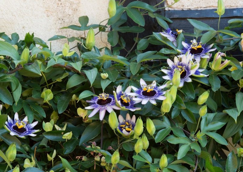 Najljepši ukras za svaki vrt ili balkon: Ova biljka predivnih cvjetova cvjetat će cijelo ljeto