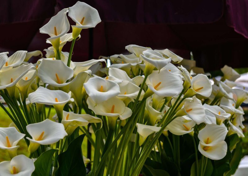 U parku Bundek održat će se 58. Međunarodna vrtna izložba Floraart