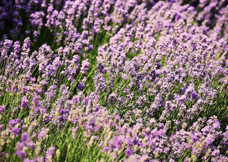 Izbjegnite česte greške: Uz ove trikove vaša će lavanda narasti ljepša nego ikad