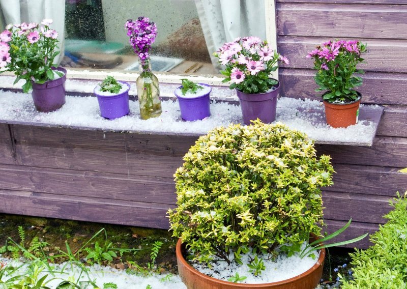 Kako zaštititi biljke od tuče, na balkonu ili u vrtu