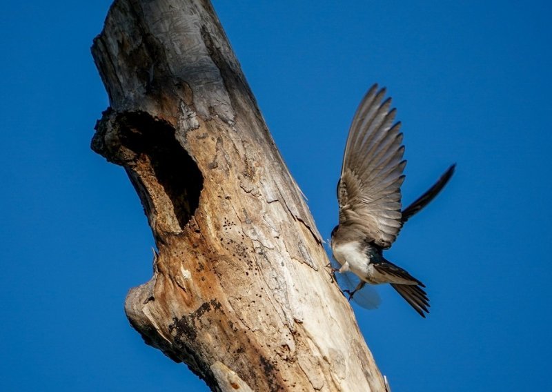 Đelekovec proglašen prvim selom malih lastavica bregunica