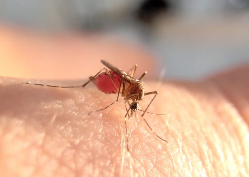 Europa ima sve ozbiljniji problem s opasnim komarcima: Raste broj slučajeva denga groznice