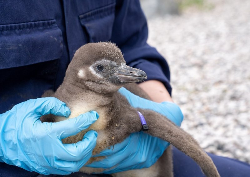 Humboldtovi pingvini pred izumiranjem, upozoravaju znanstvenici