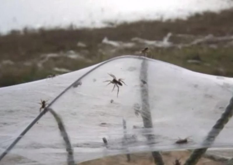 Pogledajte nevjerojatnu kišu paukova!