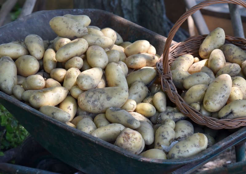 Mladići s polja u Međimurju ukrali pola tone krumpira: Jedan uhićen, dvojica u bijegu