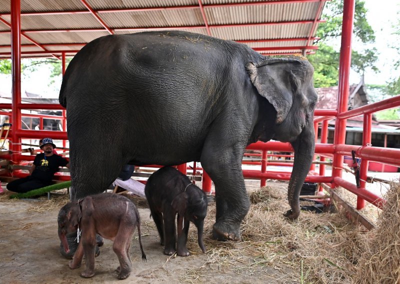 'Čudo' u Tajlandu: Slonica okotila blizance