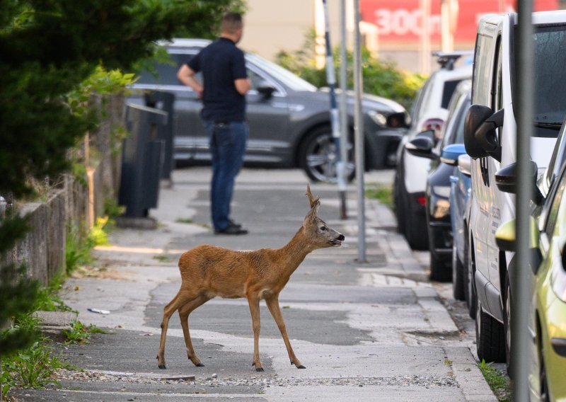 Evo zašto svako malo srećemo divlje životinje na ulicama gradova