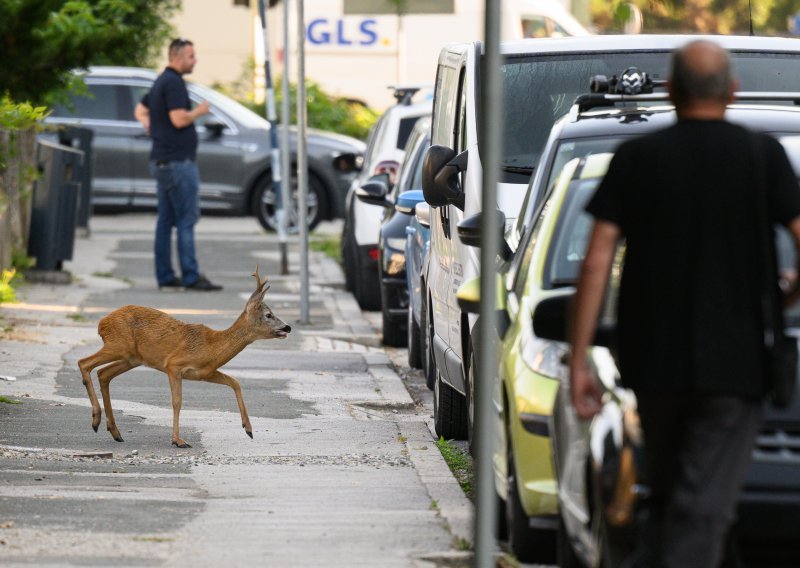 Neobičan prizor na zagrebačkim ulicama: Izgubljeni srndać luta Sigetom