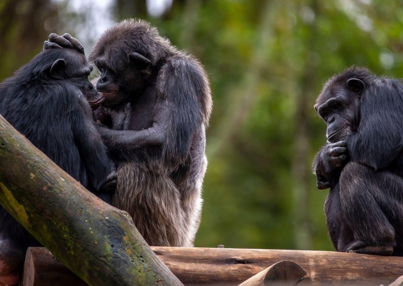 Fascinantno! Pogledajte kako divlje čimpanze liječe i ublažavaju bolove