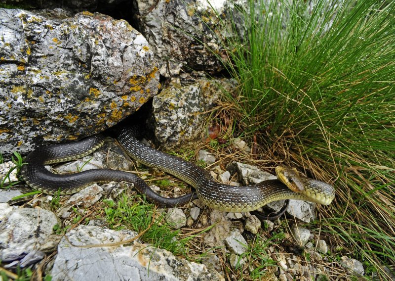U Hercegovini viđena zmija duga oko 3 metra: Stručnjak otkrio o kojoj se vrsti radi