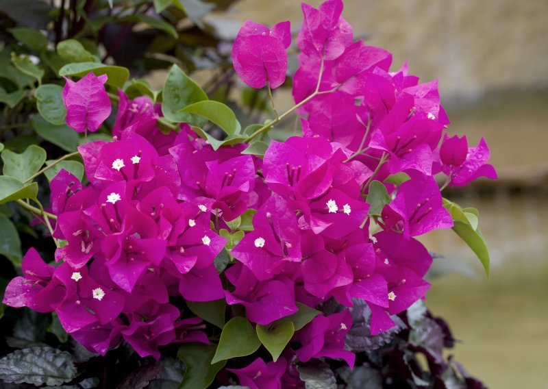 Prekrasna bugenvilija: Njezini cvjetovi intenzivnih boja ukras su svakog vrta