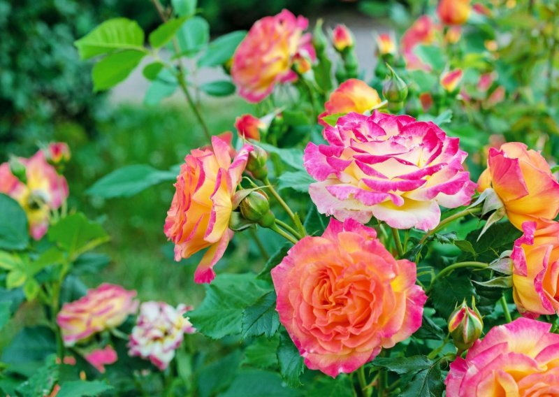 Za raskošan cvat i bujan rast: Ruže se nikada ne bi trebale saditi kraj ovih biljaka