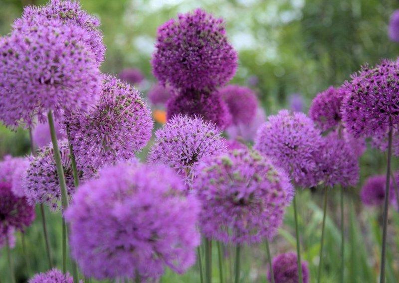 Lijepa i korisna: Evo kako uzgojiti ovu biljku prekrasnih velikih cvjetova