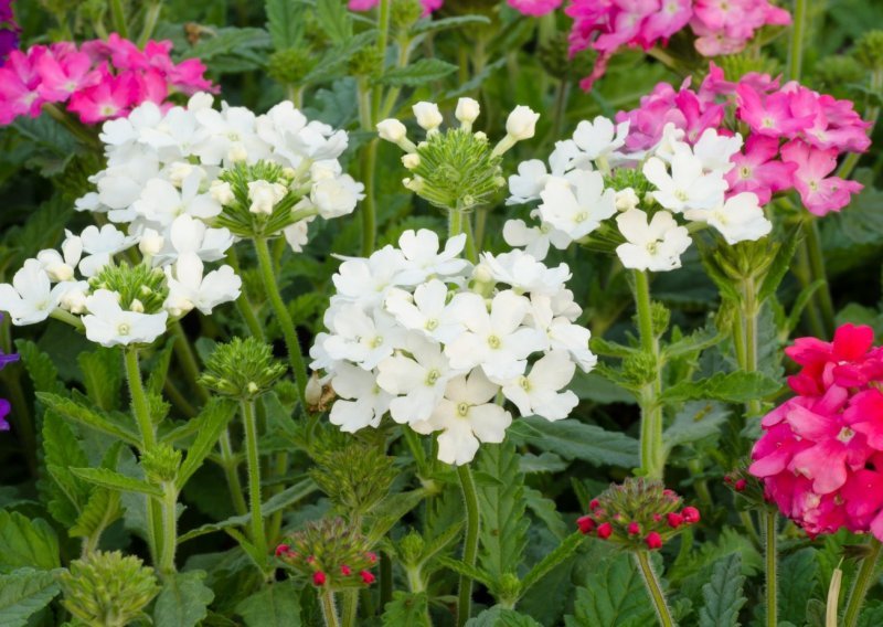 Prekrasna biljka očaravajućih cvjetova ima i divan miris, a evo kako ćete je uzgojiti
