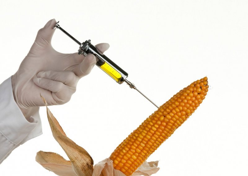 Komisija odobrila uporabu GMO kukuruza u EU