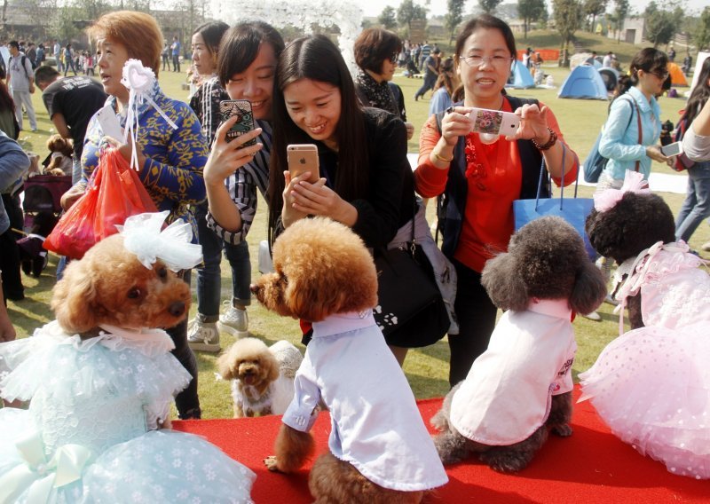 U Kini sve popularnija pseća vjenčanja: Razmjenjuju zavjete, a imaju i svadbenu tortu