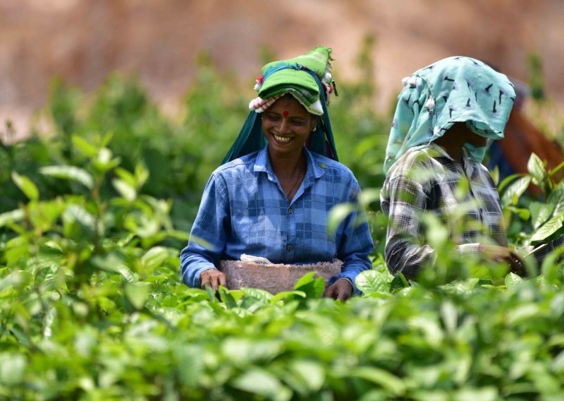 Cijene čaja u Indiji snažno porasle, toplinski valovi i poplave prave nered na tržištu