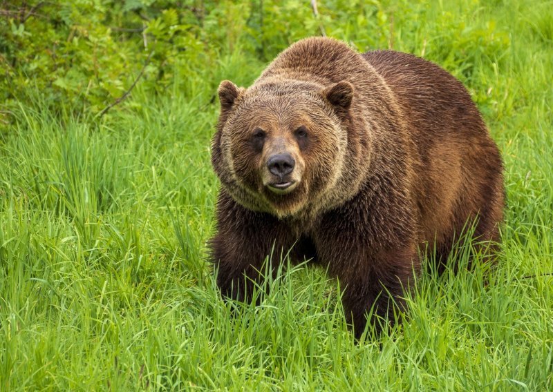 Otvoren lov na grizlije u Kanadi: Ekolozi upozoravaju na posljedice