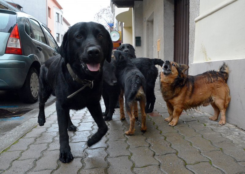 Nevjerojatno koliko ljudi napusti životinje u Hrvatskoj: To govori o nama kao društvu