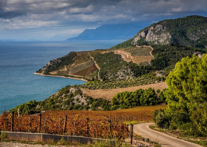 Vinogradi Rizman proglašeni su najljepšima u Europi: Hrvati 'prešišali' Talijane i Francuze