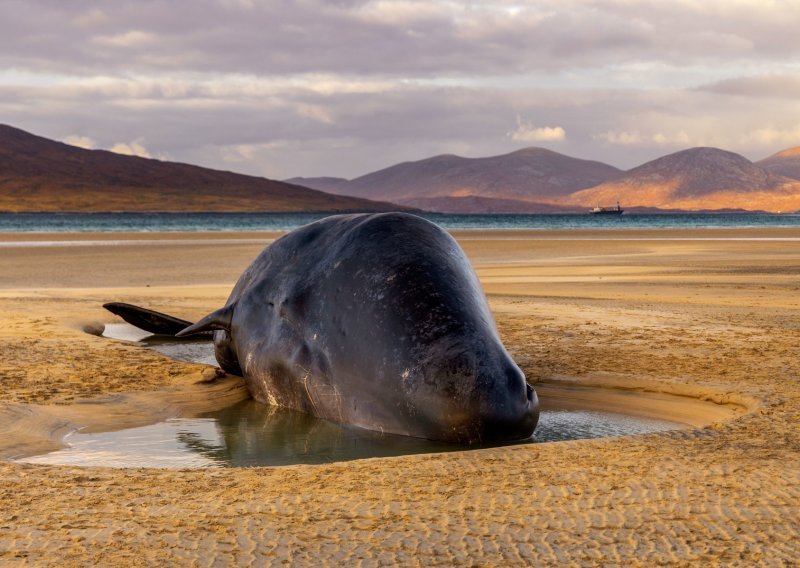 Kitovi se nasukali u Škotskoj, uginulo ih najmanje 66
