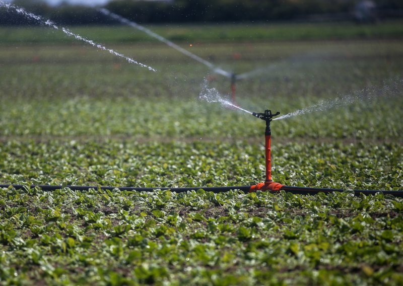 Sustavi navodnjavanja zbog visokih temperatura od zore u funkciji