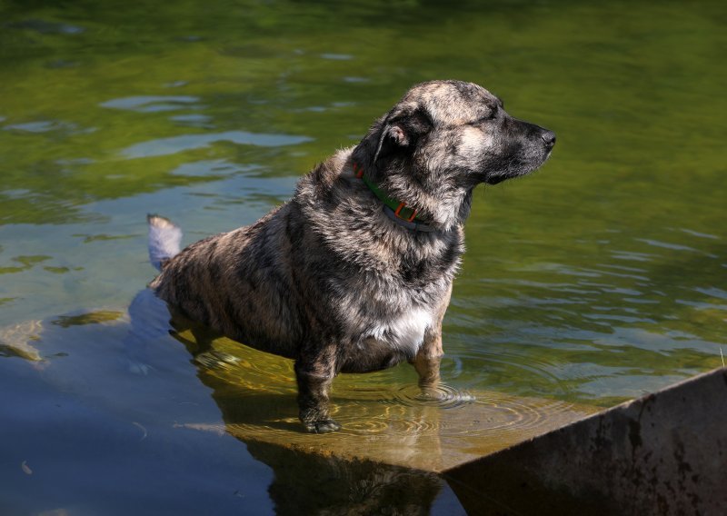 I kućni ljubimci se pregrijavaju na vrućinama: Veterinar otkrio koji su simptomi